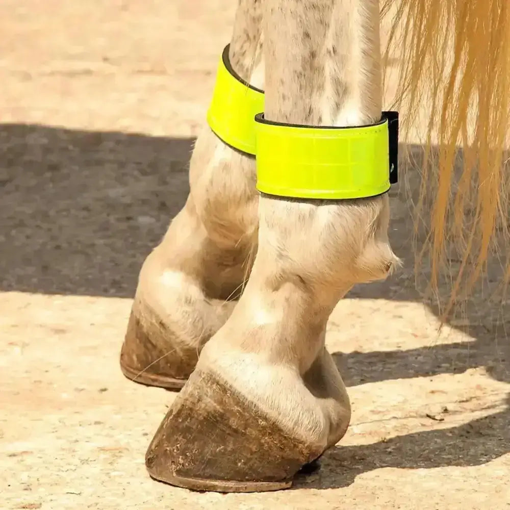 Bright neon yellow harlequin neoprene lined reflective leg bands with black buckle for horse ankles