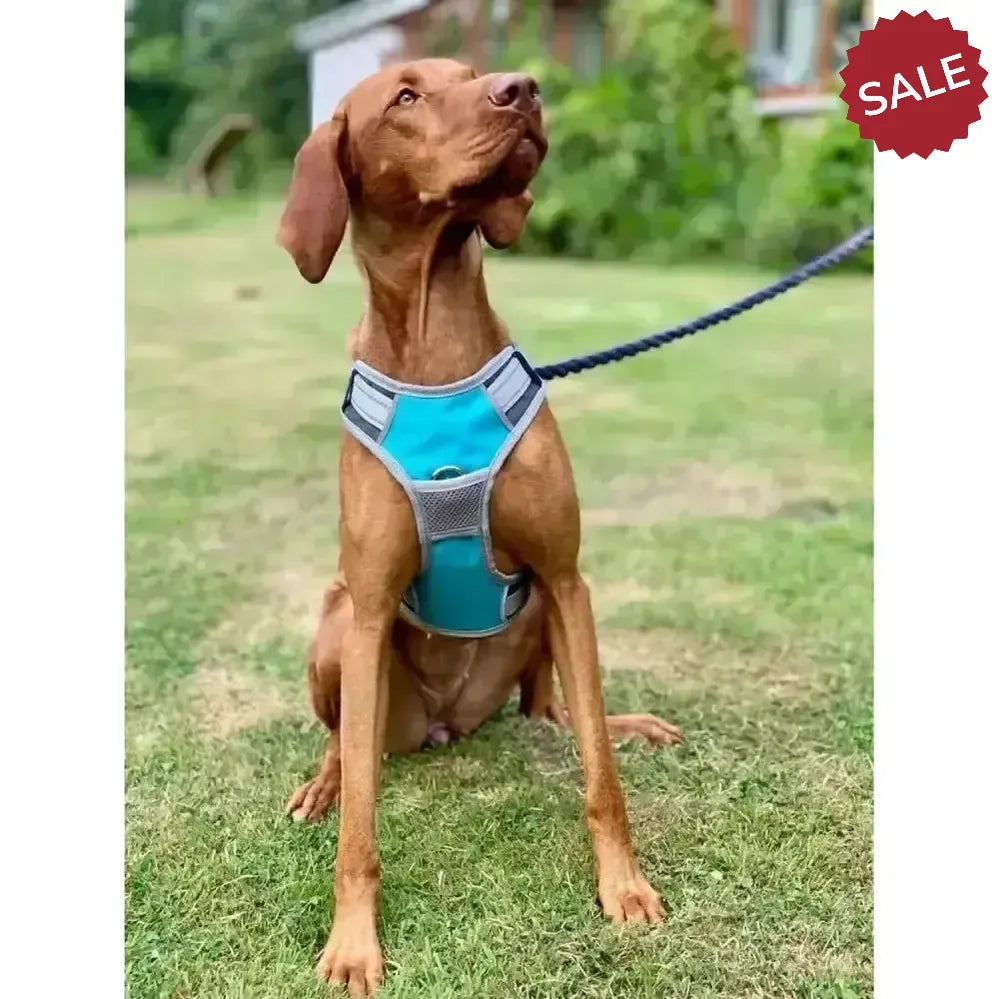 Henry Wag Dog Travel Harness Small Blue/Grey Dog Harness