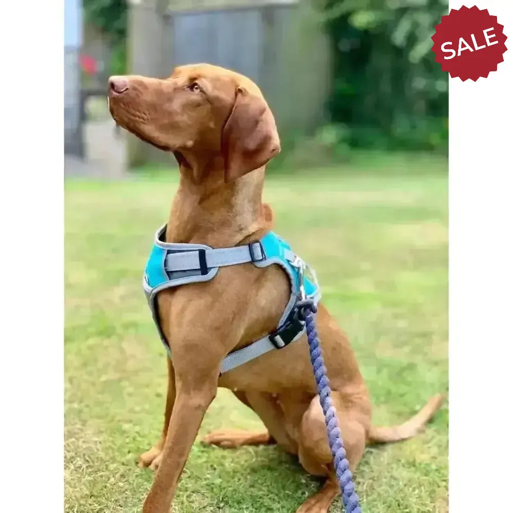 Henry Wag Dog Travel Harness Small Blue/Grey Dog Harness