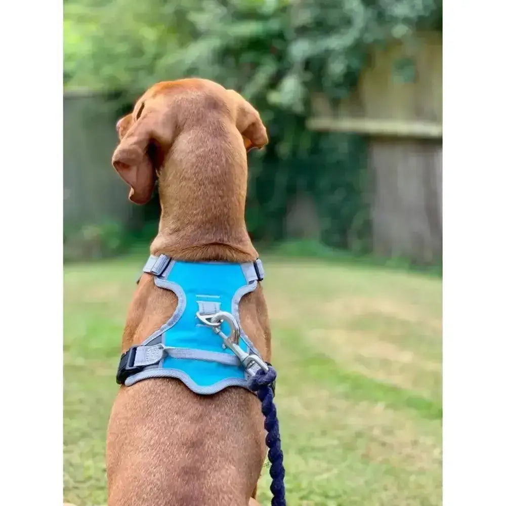 Bright blue and gray henry wag dog travel harness with sturdy metal buckle offers security for safe trips