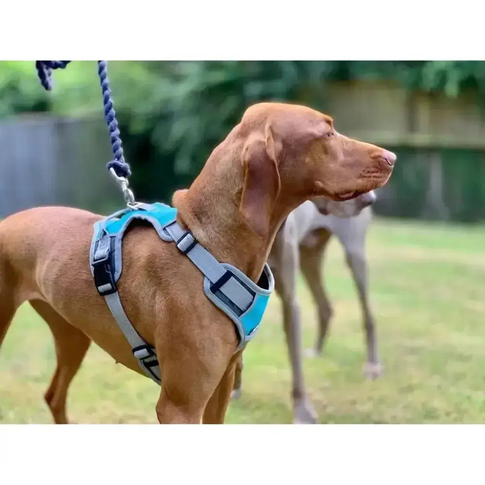 Teal and gray adjustable henry wag dog travel harness with black buckles offers security for safe dog travel