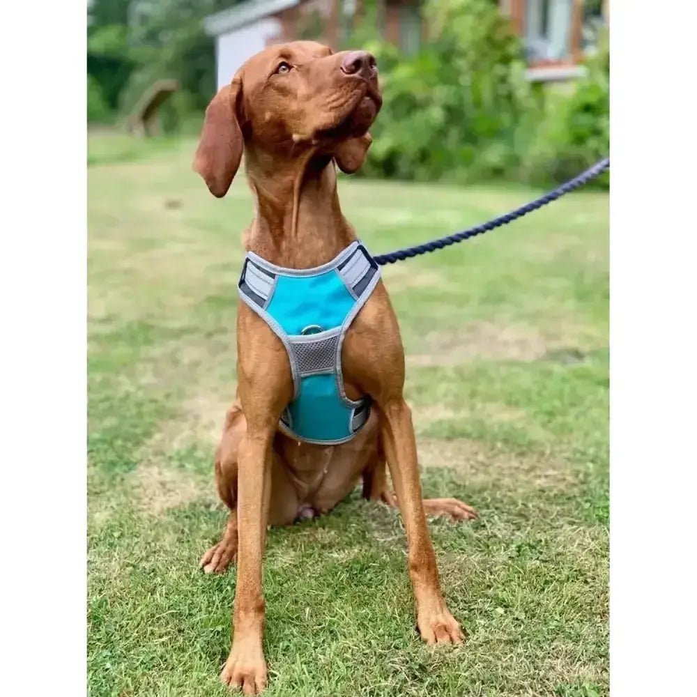A teal and gray mesh henry wag dog travel harness with adjustable straps that offers security for your dog on the go