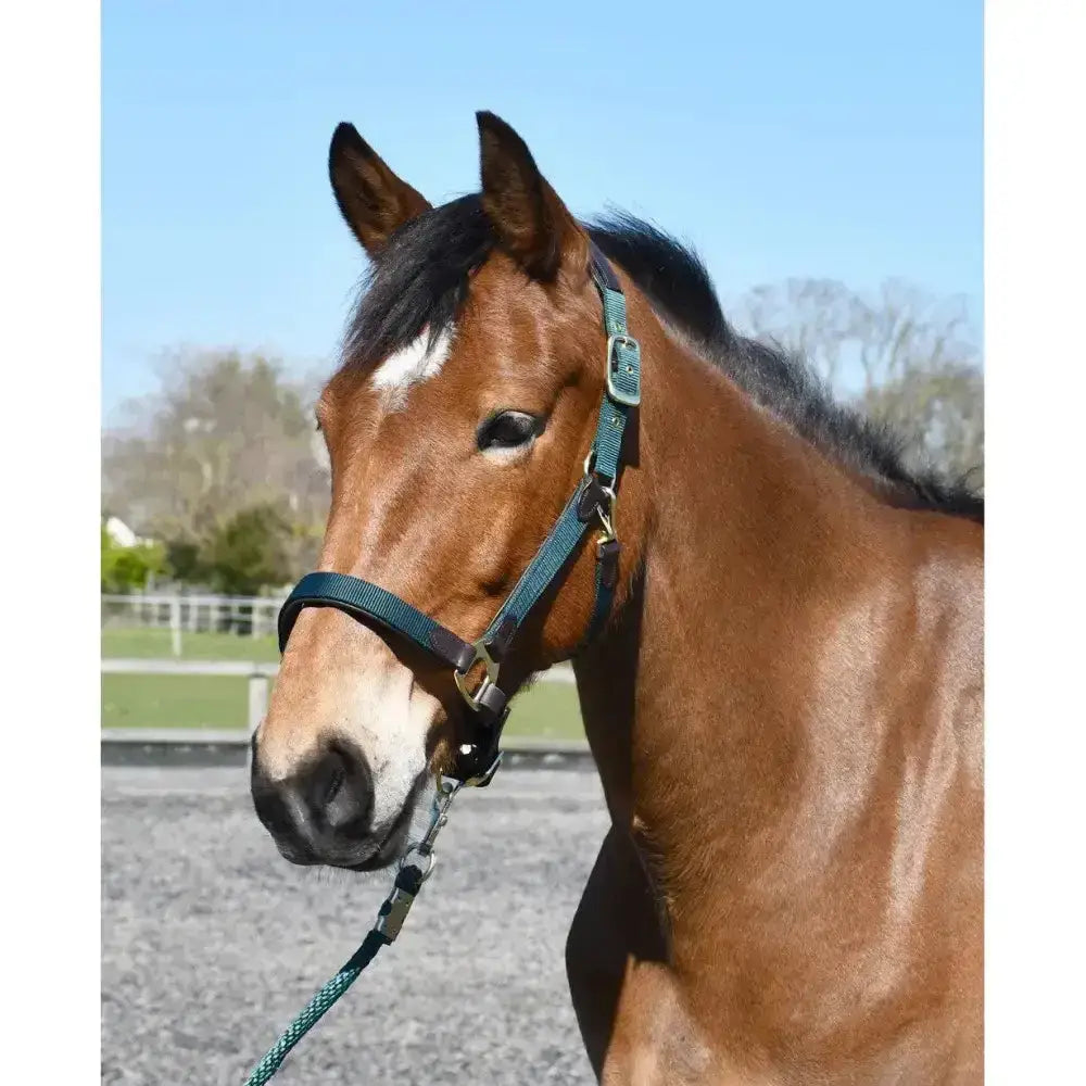 Teal and black heritage anatomical leather lined headcollar with brass hardware for comfortable horse fit