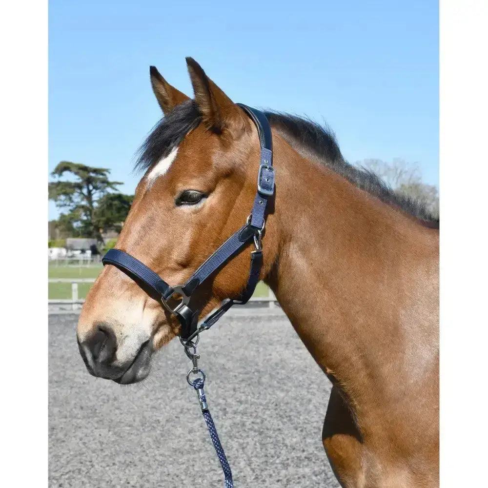 Navy blue heritage anatomical leather lined headcollar with metal hardware and leather lined headcollar design