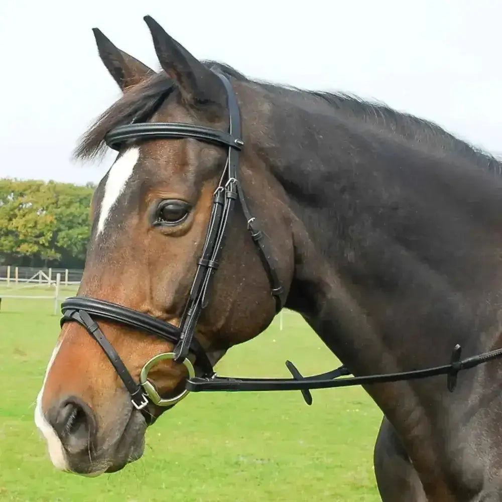 Black english leather bridle with flash noseband and raised padded browband featuring silver metal hardware