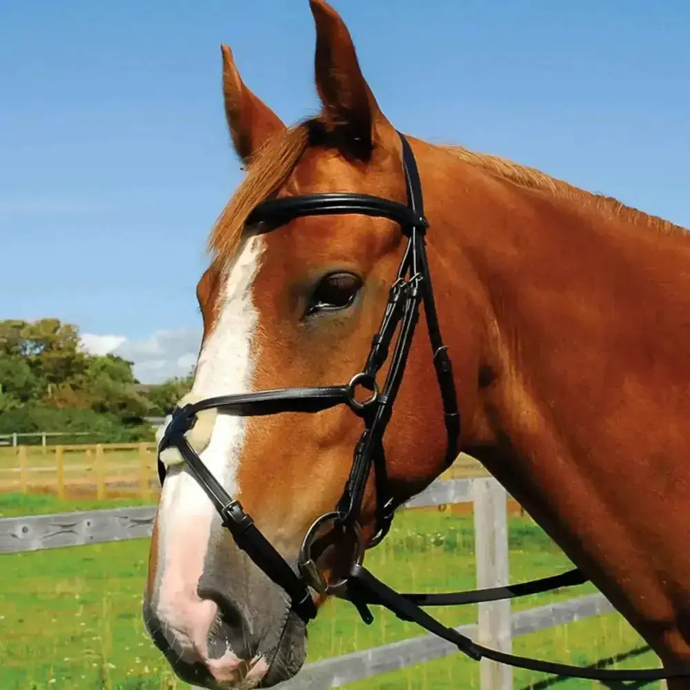 Heritage english leather bridle in black with mexican noseband on a horse with a white blaze on its face