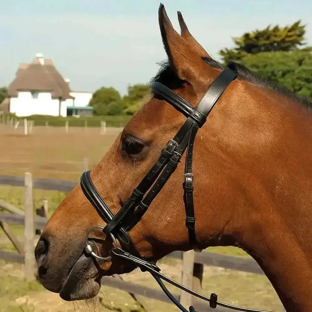 Black heritage english leather bridle with raised cavesson noseband and silver hardware for riding