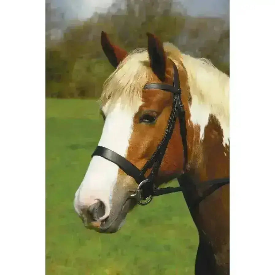 Heritage english leather hunter bridle cavesson noseband in black leather with silver buckle on a pinto horse head