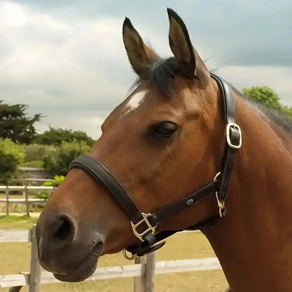 A brown horse wearing a heritage english leather padded headcollar with a black bridle and silver buckles showing quality headcollar features