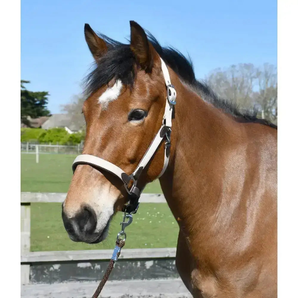 Heritage padded leather white leather lined headcollar with black hardware and fully adjustable noseband