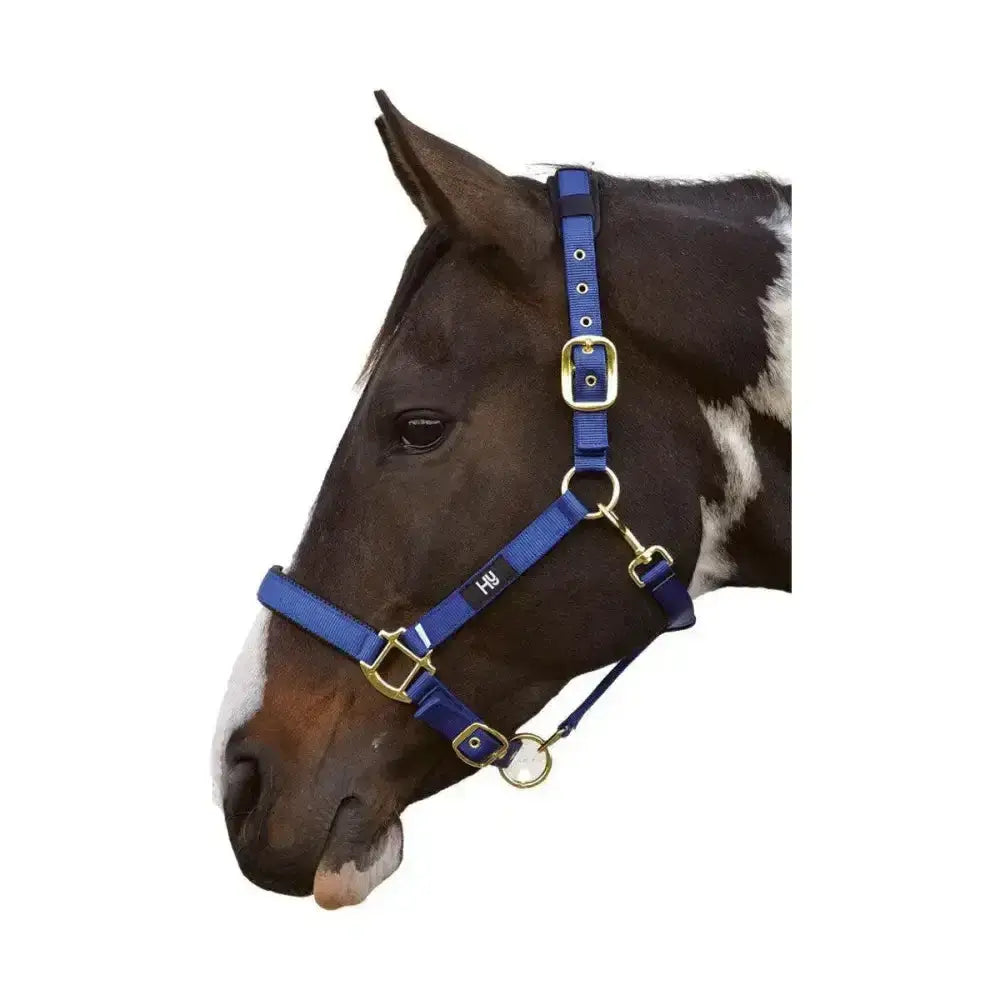 Blue nylon equestrian deluxe padded head collar with gold solid brass throat buckles and hardware for horses