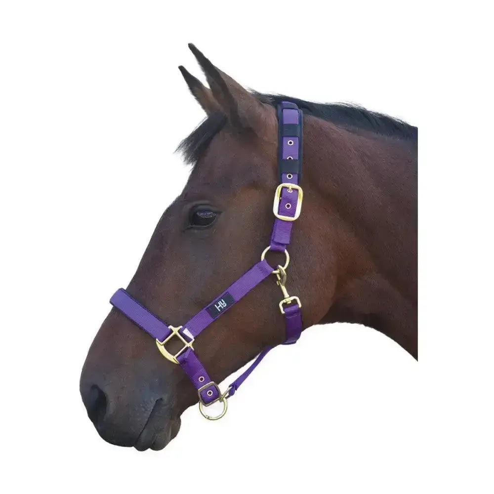 Purple hy equestrian deluxe padded head collar with solid brass throat and small hu logo on strap