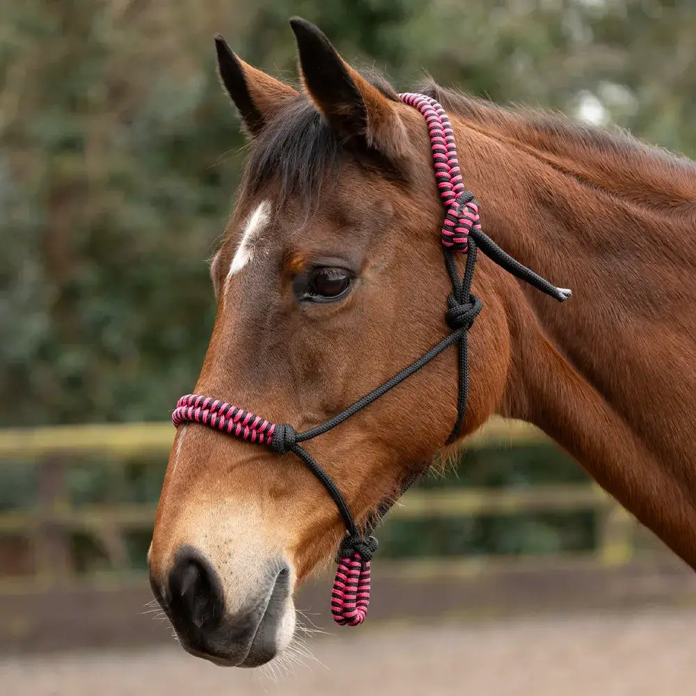 Pink and black braided horse halter with knotted detailing from Hy Equestrian double braid rope halter collection