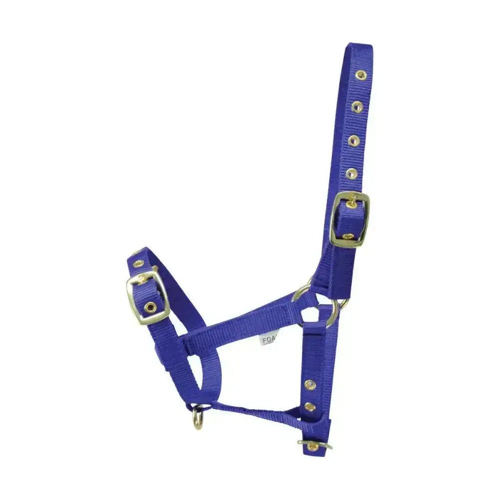 Royal blue nylon foal head collar by hy equestrian with silver buckles and three buckle webbing head collar design