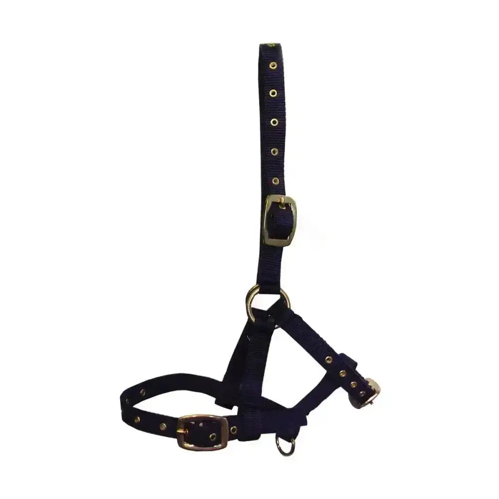 Dark blue nylon foal head collar with gold-toned hardware and adjustable three buckle webbing head collar by hy equestrian