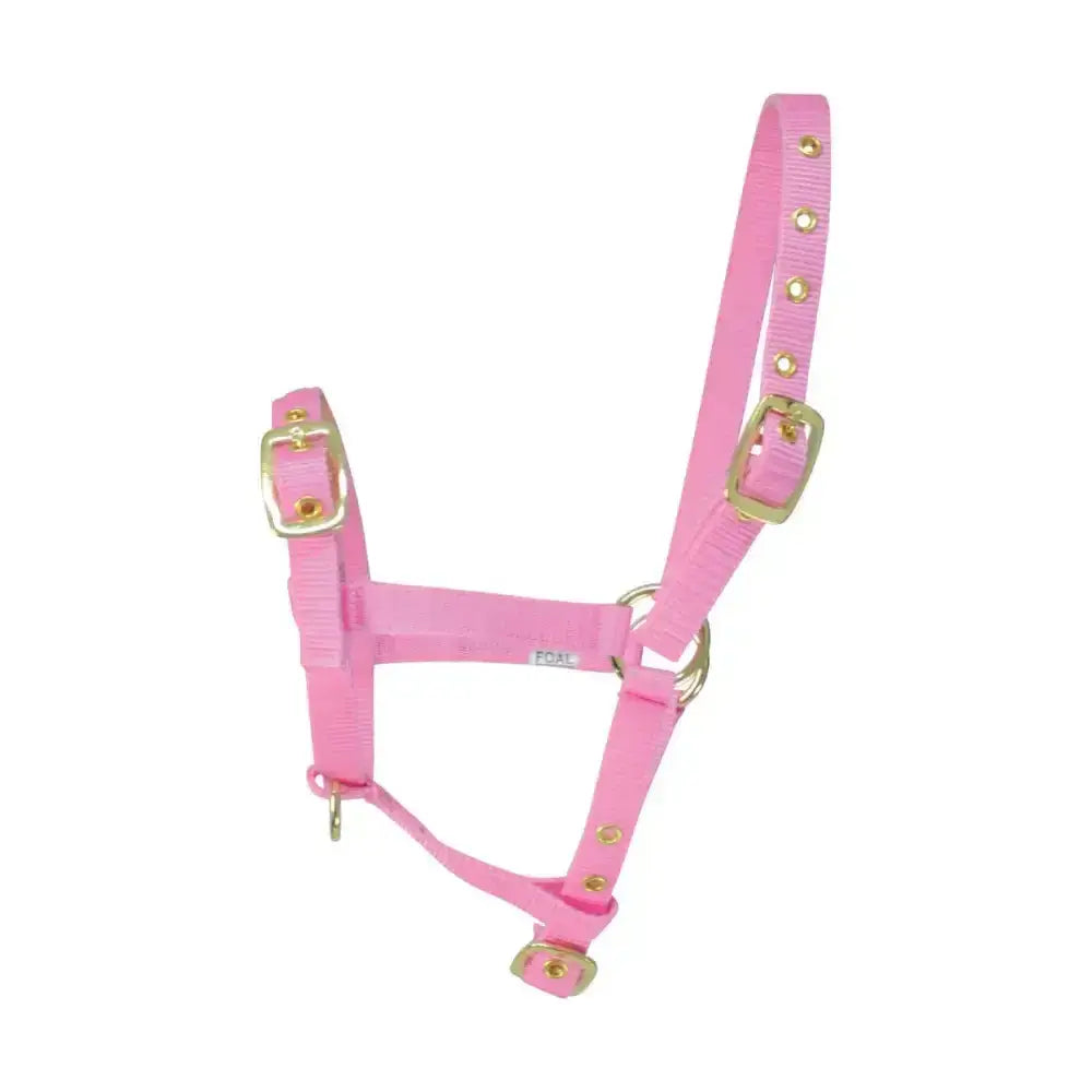 Pink nylon foal head collar by hy equestrian with gold-tone hardware and three buckle webbing design