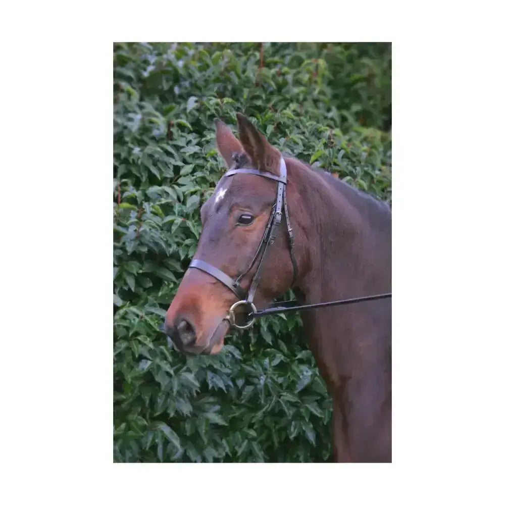 Brown horse wearing hy equestrian hunter bridle with silver leather and rubber grip reins for better control