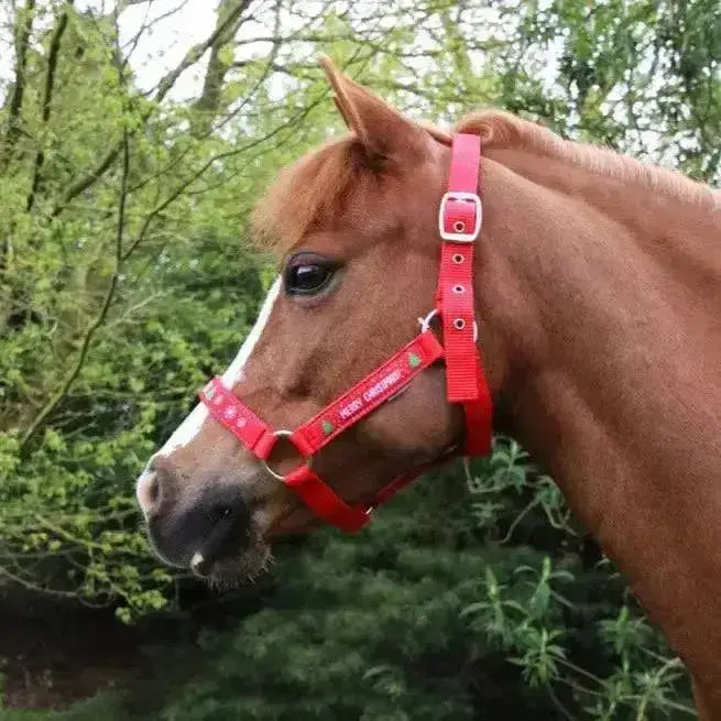 A vibrant red hy equestrian merry christmas head collar with white buckle and subtle patterned detailing
