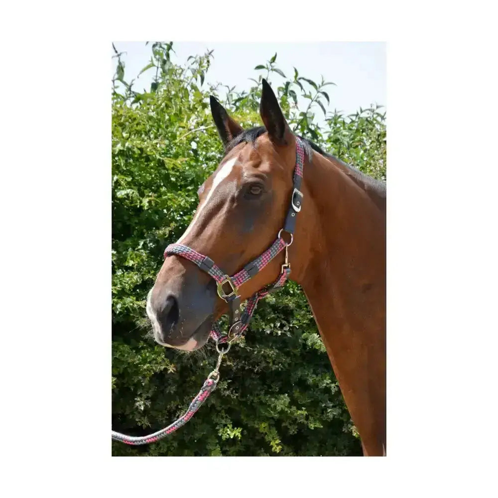 A brown horse wearing a hy equestrian multicolour adjustable head collar with pink gray patterned rope and silver hardware