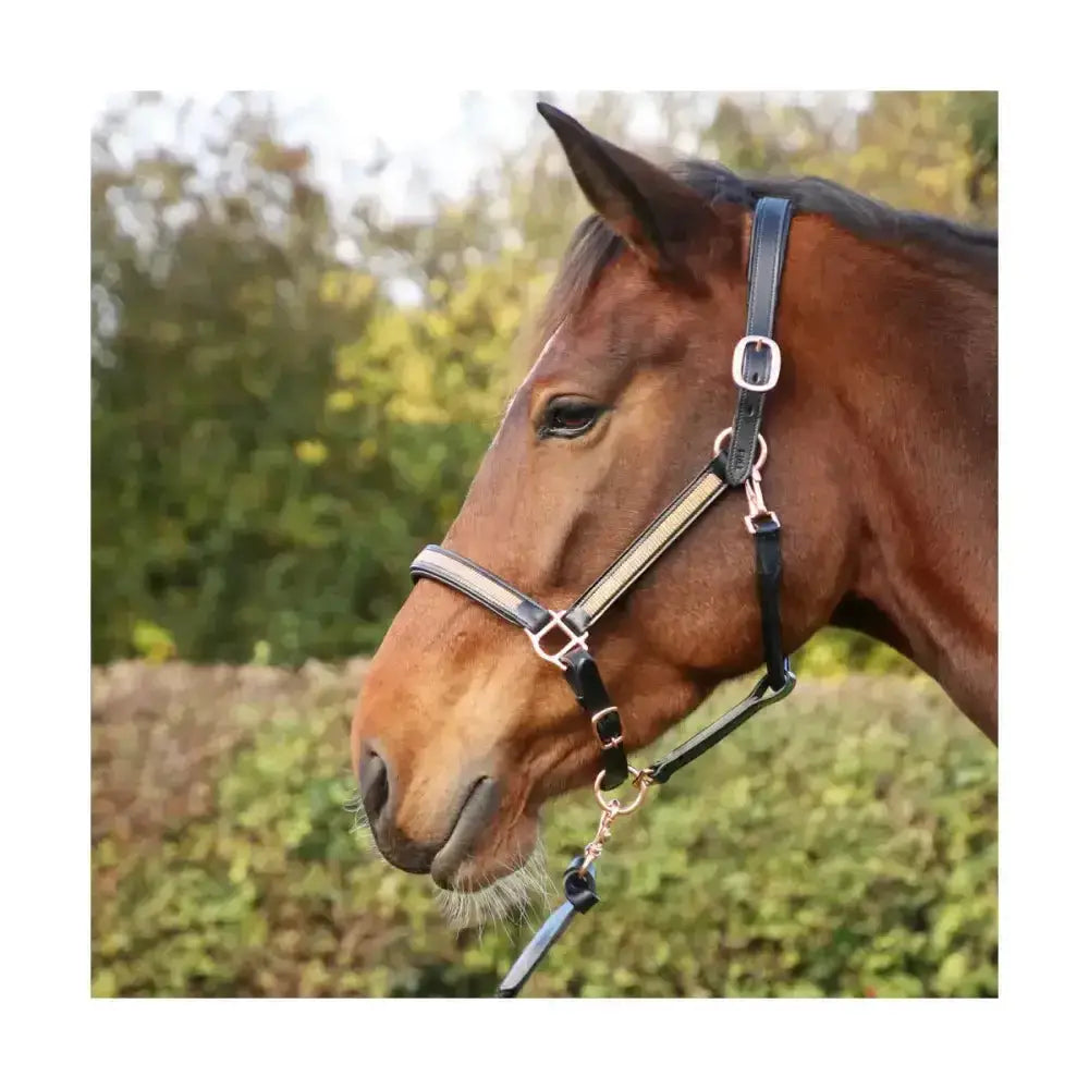 Black leather rosciano rose gold head collar with silver metal buckles an exquisite rose gold head collar by hy equestrian