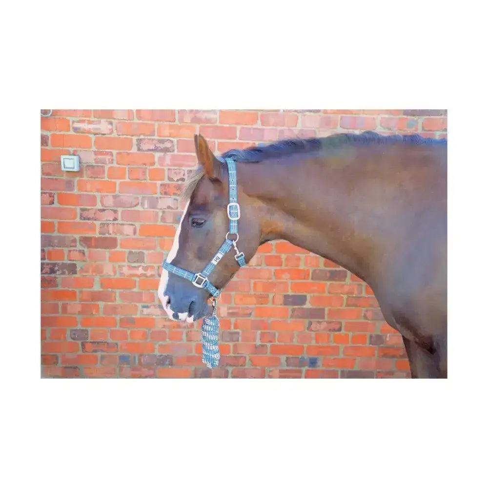 A brown horse wears a hy equestrian smart tartan head collar with light blue patterned lead rope