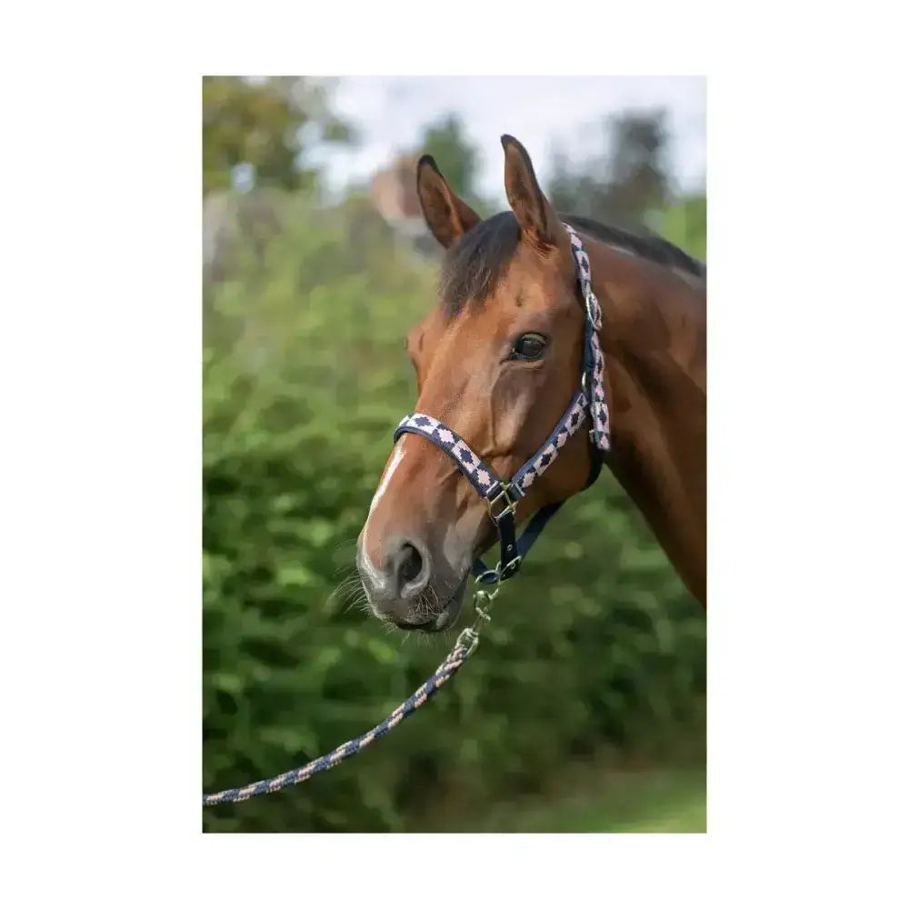 A brown horse wearing a hy equestrian woven polo head collar and lead rope in stylish woven aztec pattern
