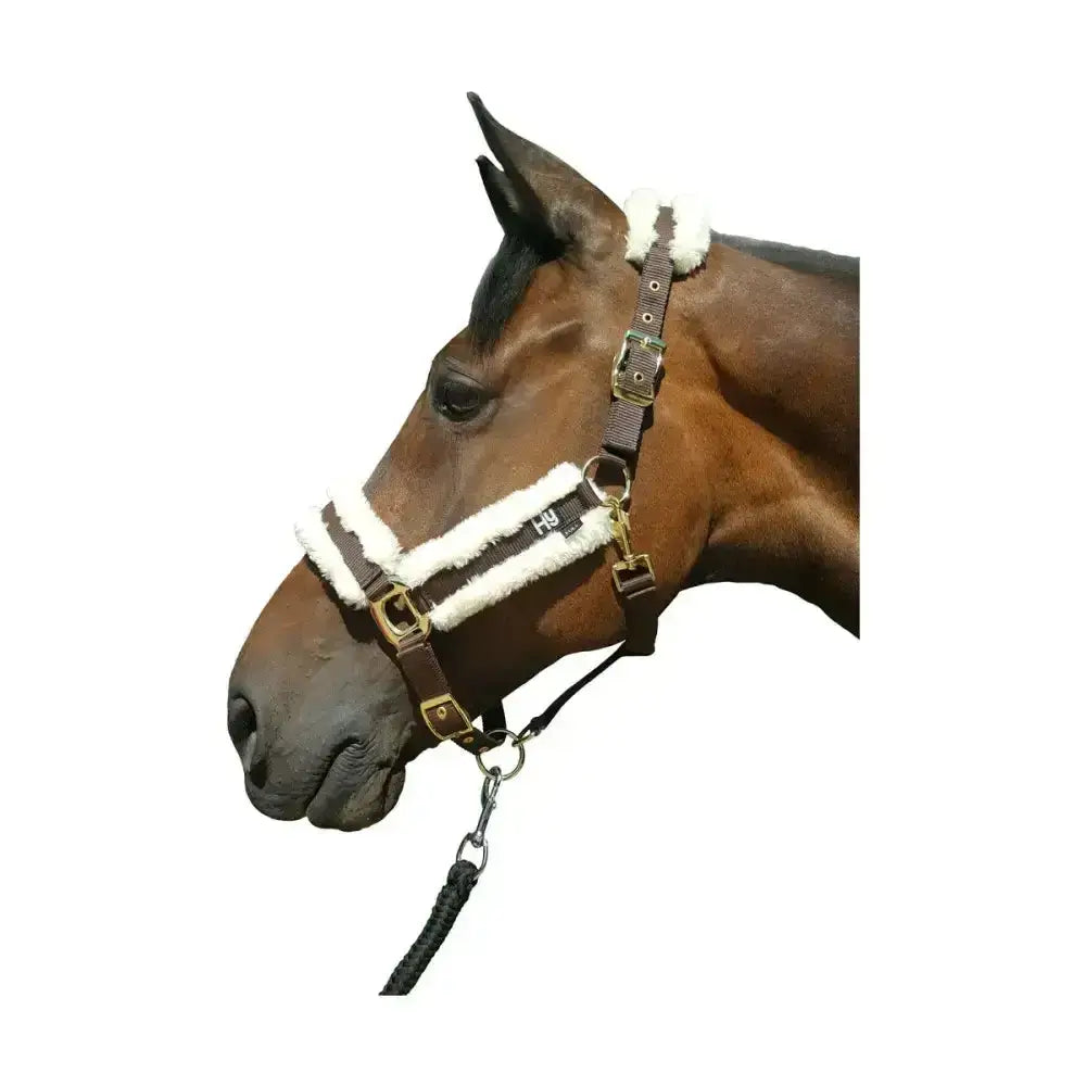 Brown horse wearing a soft dark brown leather sheepskin head collar with white fleece trim and gold hardware