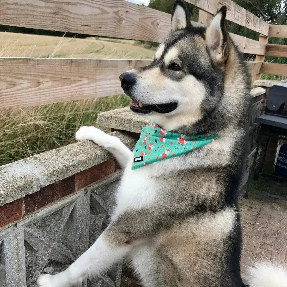 Inquisitive Fox Cooling Bandana S Pet Products