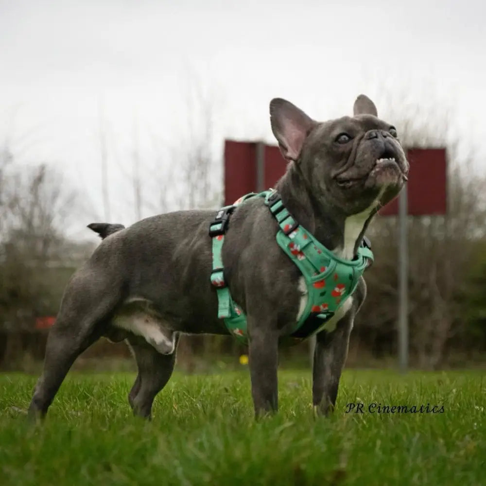 A teal inquisitive fox tactical pull dog harness with green fox print on a french bulldog in adjustable step-in style