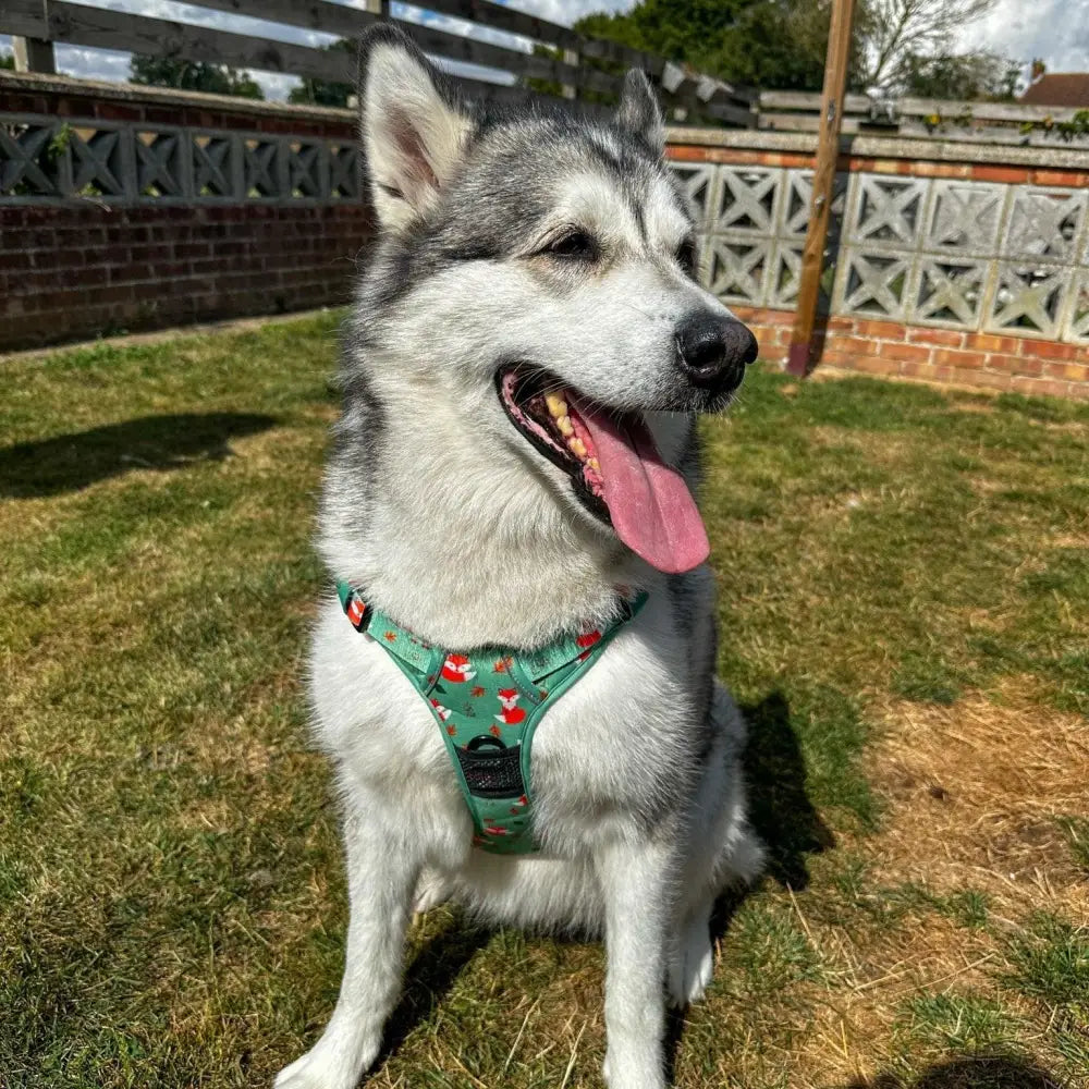 A festive green inquisitive fox tactical pull dog harness with red and white fox print and adjustable straps with black buckle