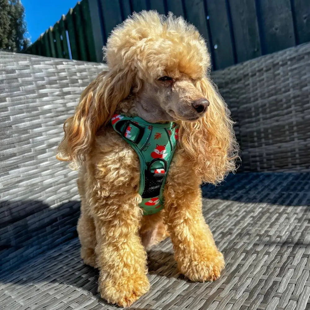 A fluffy golden poodle wearing an inquisitive fox tactical pull dog harness with green fox print and black accents