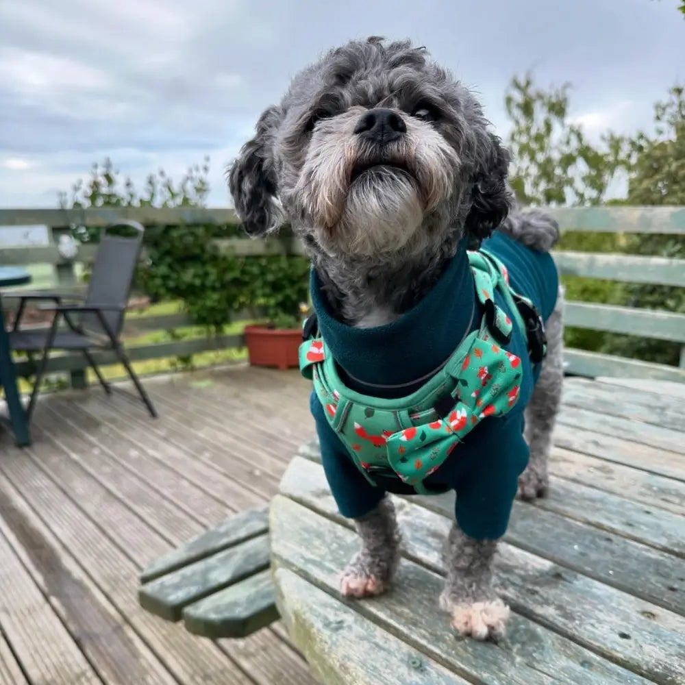 A fluffy gray dog wearing an inquisitive fox tactical pull dog harness in teal with red and white fox print designs