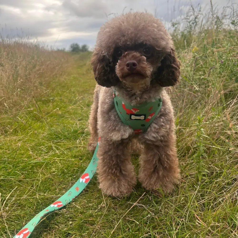 A fluffy brown poodle in a green inquisitive fox xxs puppy harness with fox print and a teal mushroom leash for small breeds