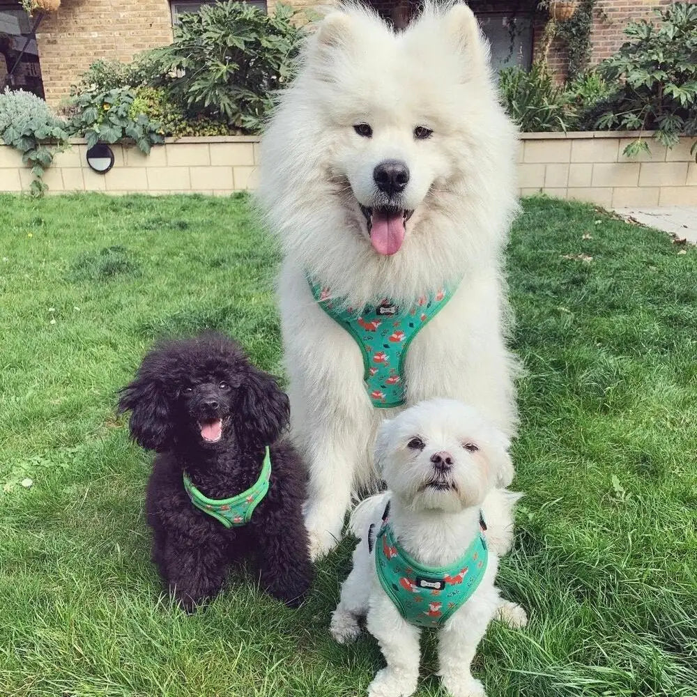 Three small breed dogs wearing inquisitive fox xxs green harnesses with playful fox print for puppies