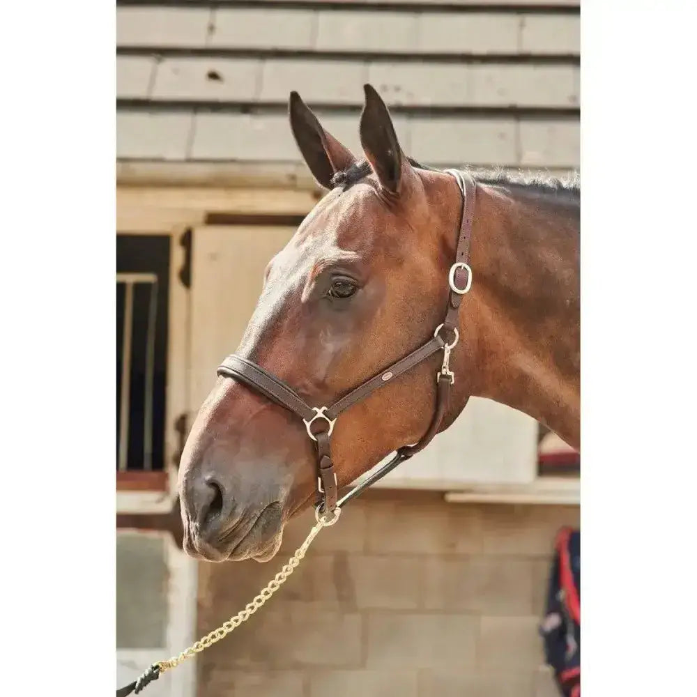 Brown horse wearing john whitaker ready ride leather headcollar designed with dark brown leather and silver hardware