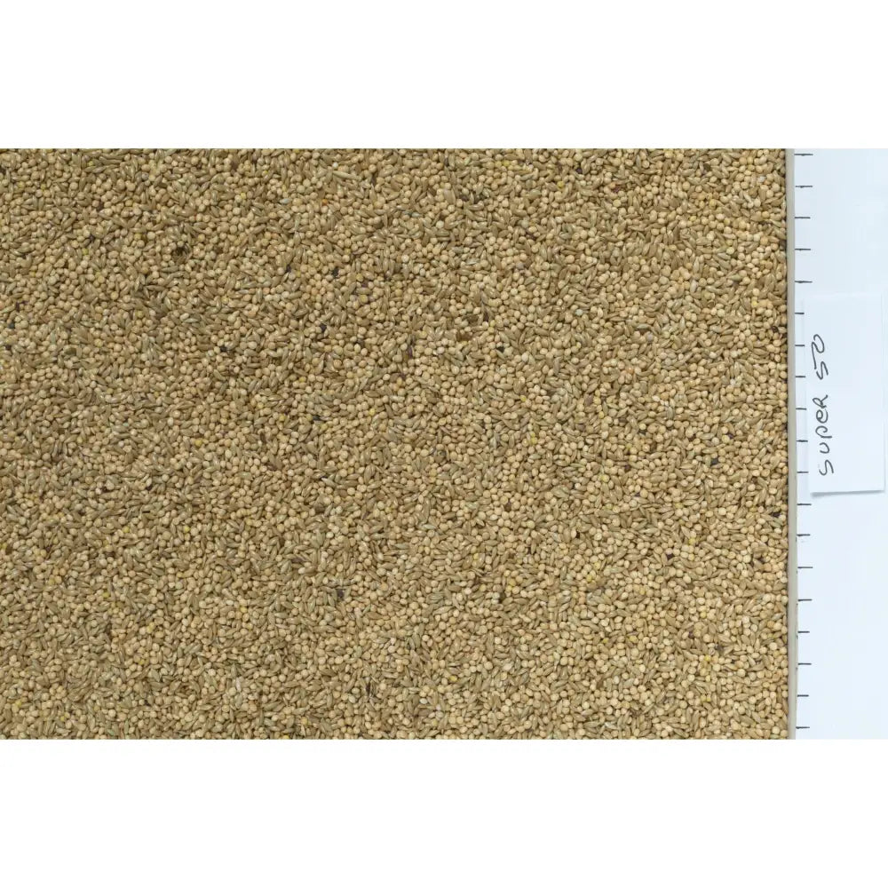 A dense layer of light brown tiny round budgie seed with a slightly textured surface from johnston & jeff super 50