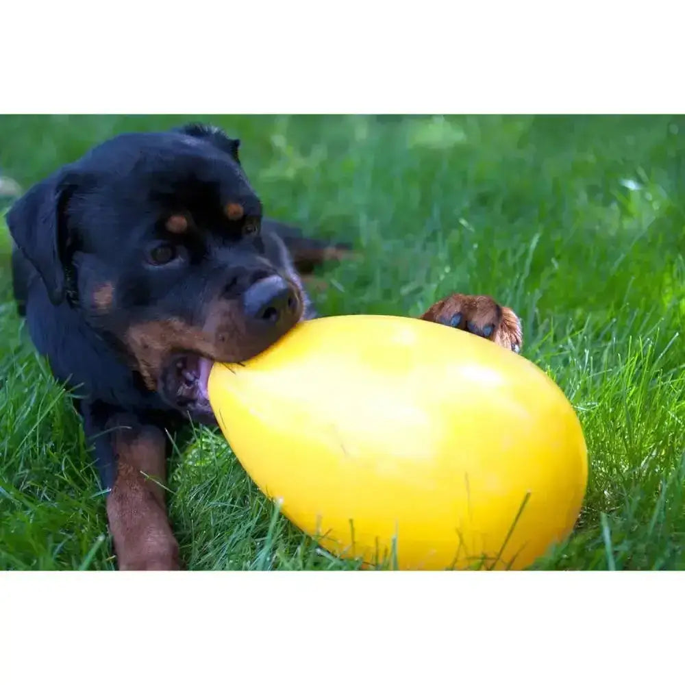 A rottweiler chewing on a bright yellow, durable rubber jolly pets jolly egg yellow with a fun oval shape