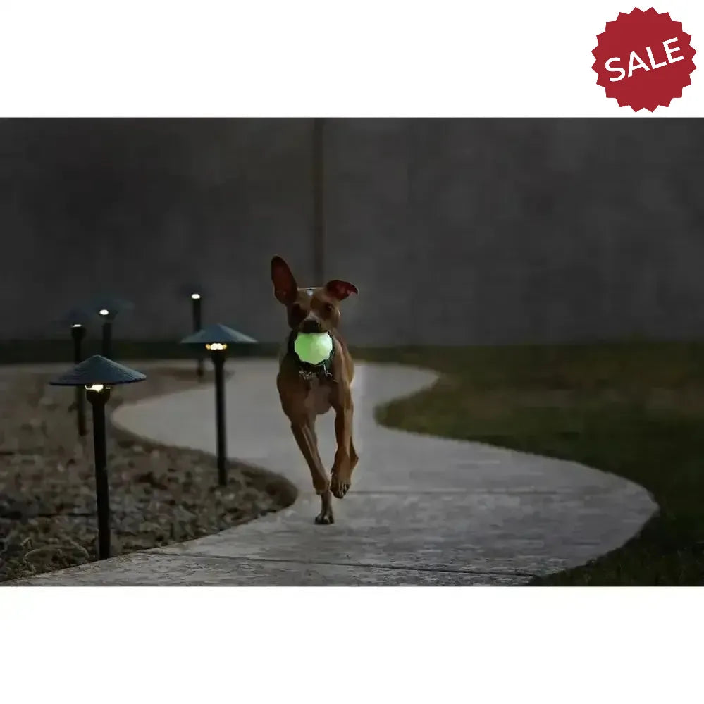 Jolly Pets Jolly Jumper Glow 3" Glow Dog Toys