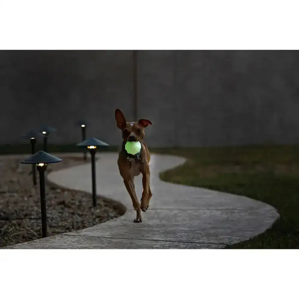 A glowing green jolly pets jolly jumper glow tennis ball in a dog’s mouth with an interesting shape for play