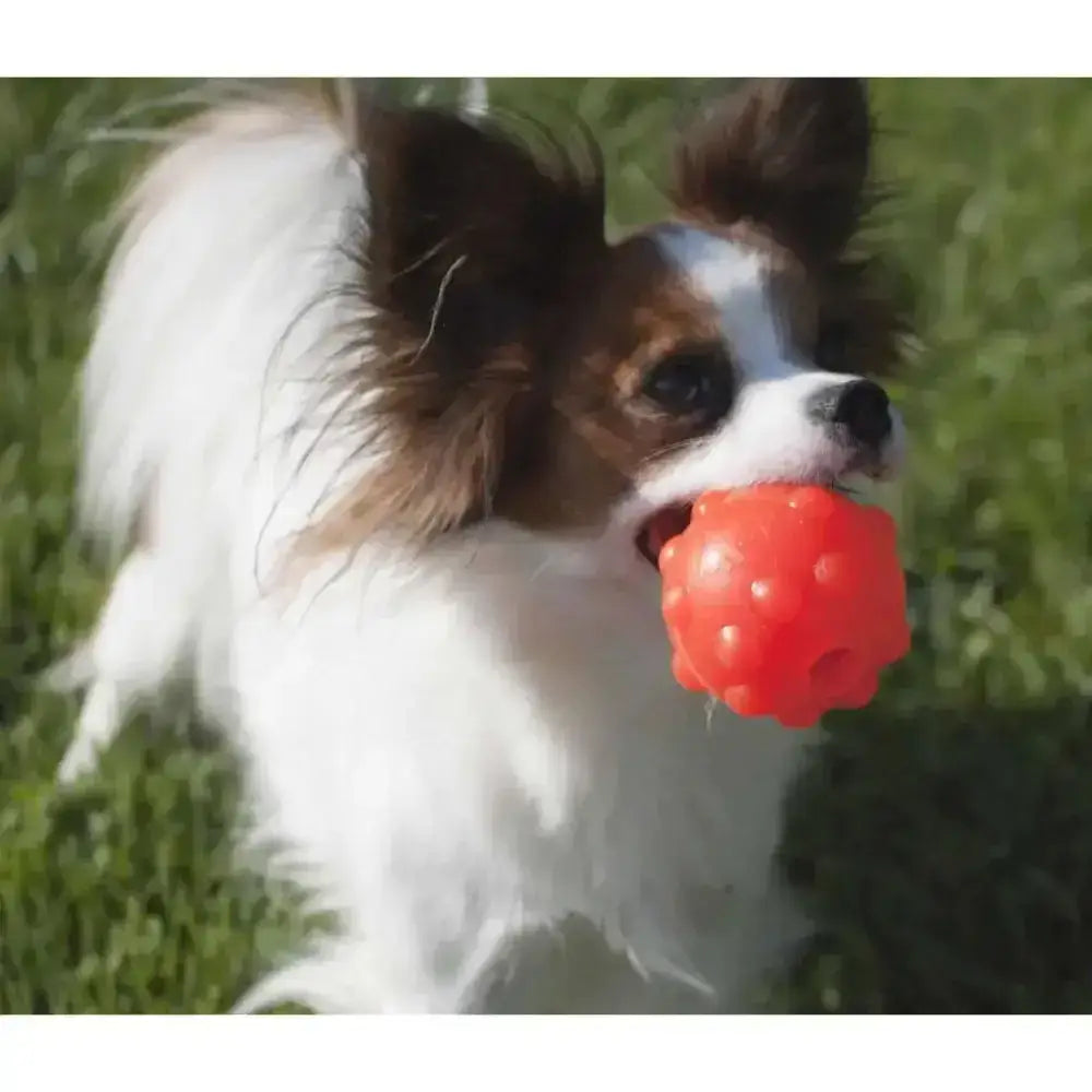 Bright red textured rubber ball jolly pets jolly jumper orange held in a dog’s mouth with an interesting shape