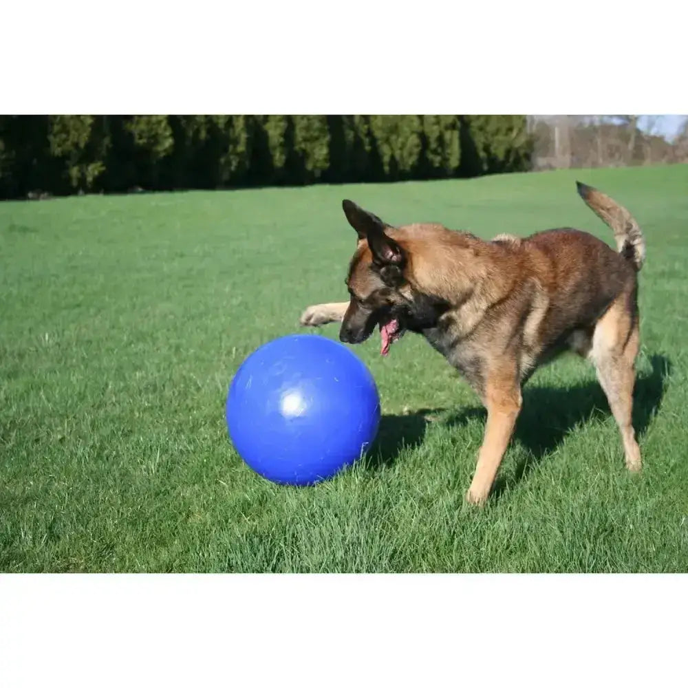 Bright blue smooth rubber ball from jolly pets push-n-play perfect baddest dog ball push-n-play blue toy