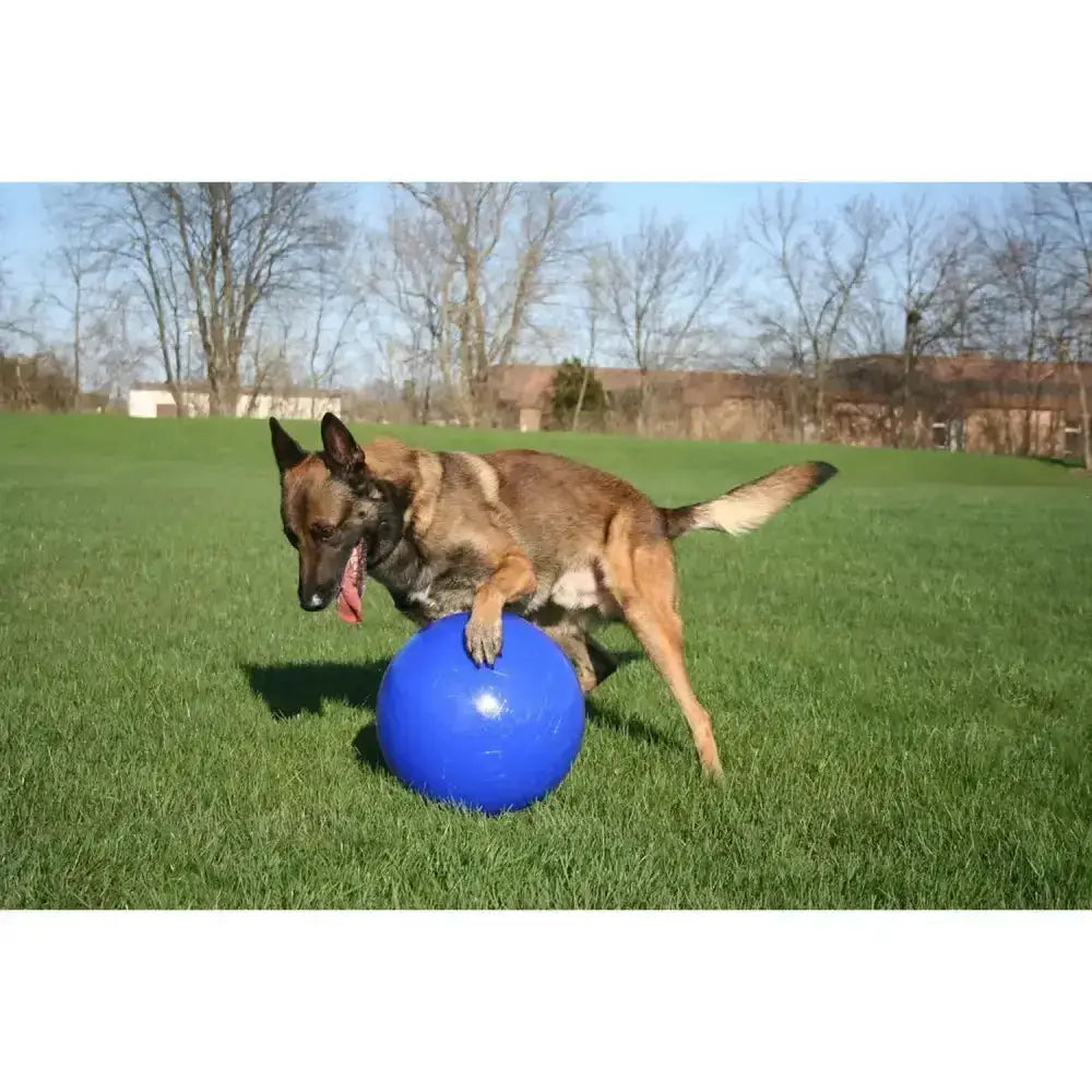 Blue rubber dog ball toy jolly pets push-n-play baddest dog ball push-n-play blue for active fetch play