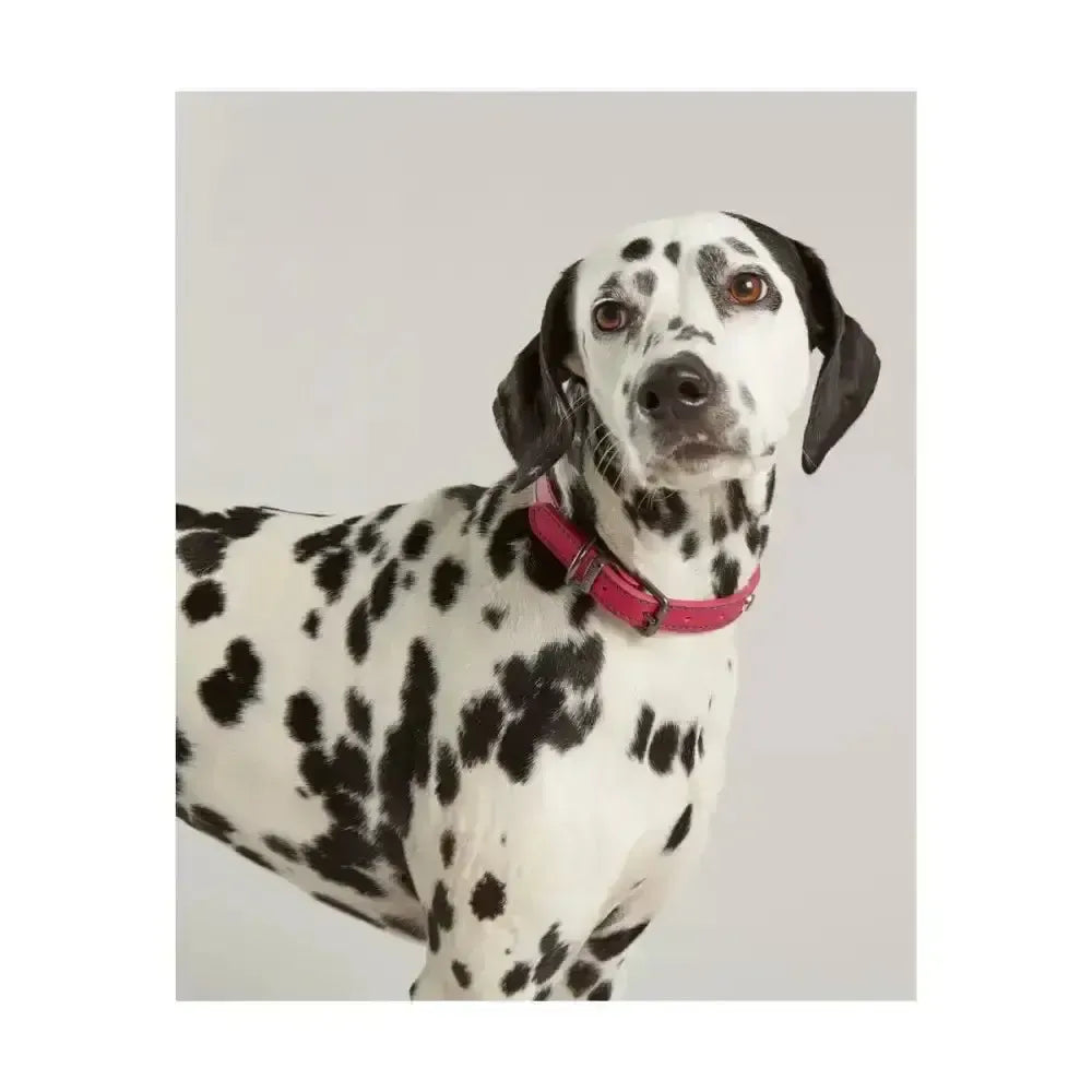 Joules Leather Dog Collar Navy Small Small Pet