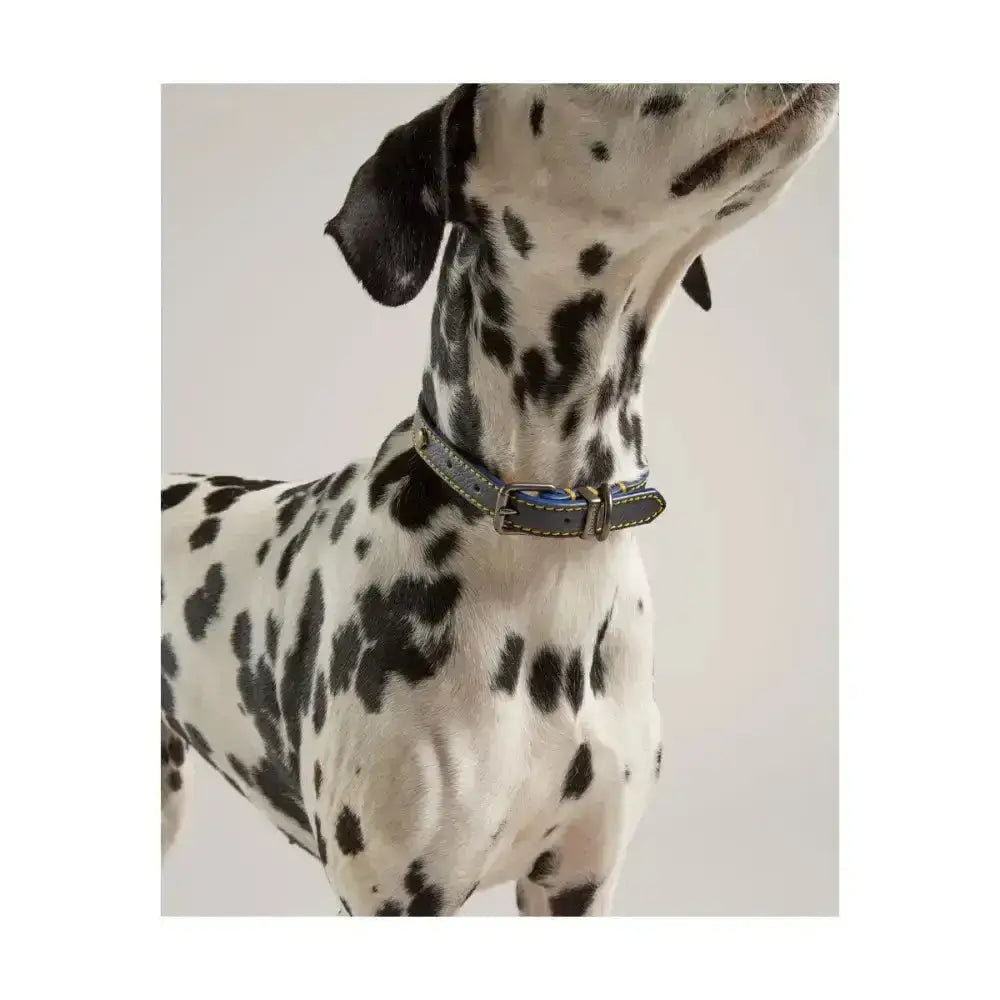 Black joules leather dog collar with silver buckle blue stitching and durable joules decorative embellishments