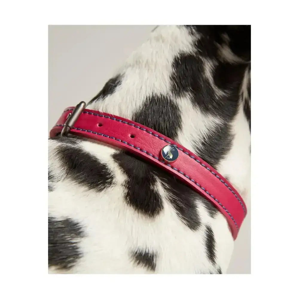 A vibrant pink joules leather dog collar with durable silver buckle and joules decorative embellishments