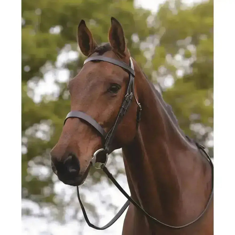 Brown horse wearing black leather kincade hunt cavesson bridle with silver hardware, flat hunt bridle style in cob size