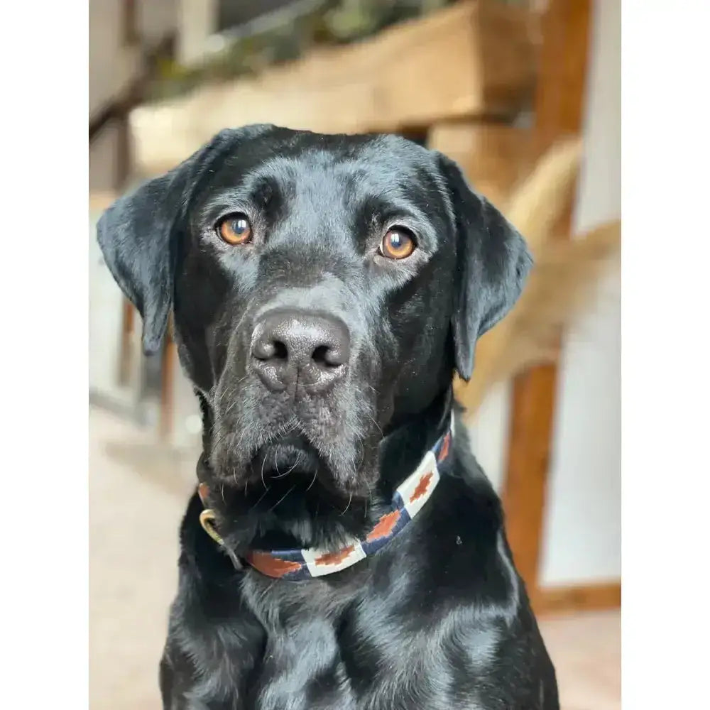 Black labrador wearing km elite argentinian dog collar admiral with red maple leaf pattern on white argentinian polo belt