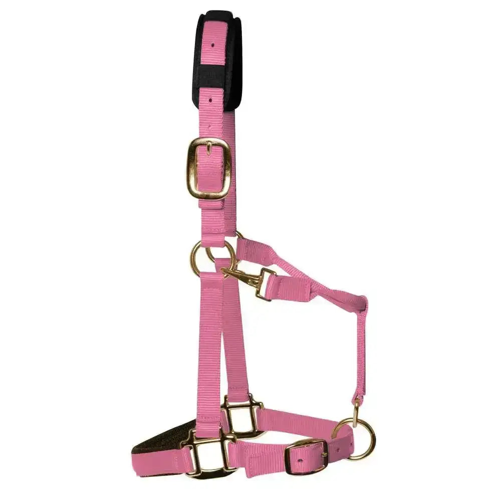 Pink nylon elite padded headcollar baby pink with gold hardware and black padded headpiece for comfortable wear