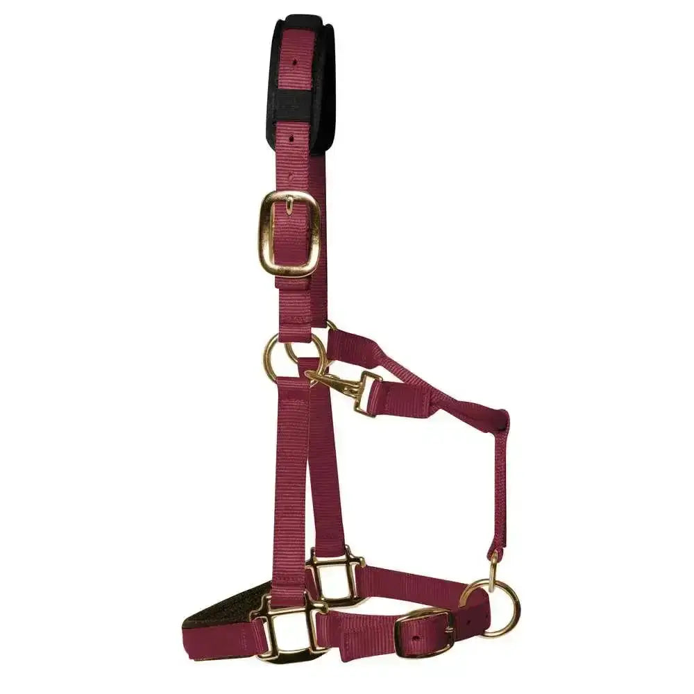 Maroon nylon km elite padded headcollar with gold hardware and black padded headpiece luxury head collar burgundy