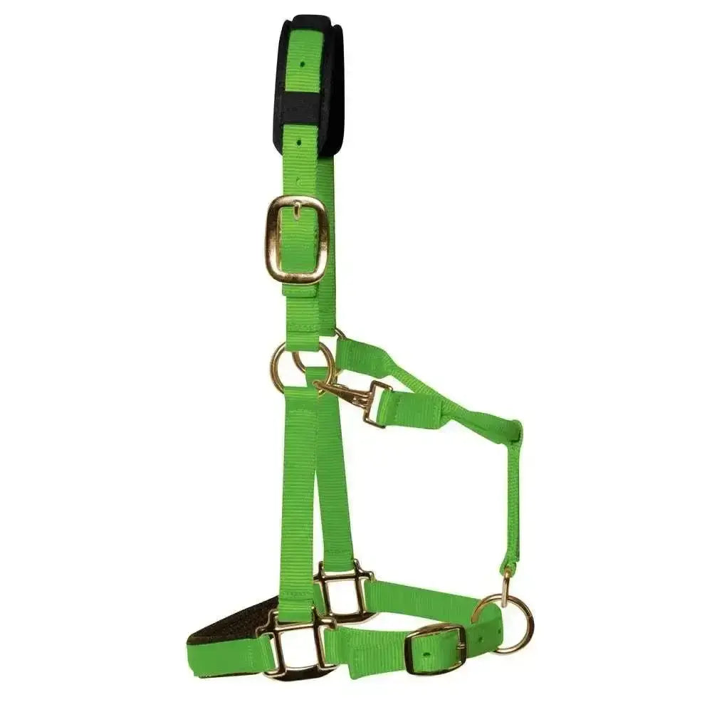 Bright green nylon km elite padded headcollar with black padded headpiece and gold metal hardware luxurious head collar